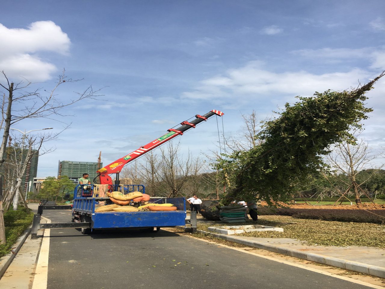 SPS China Tree Transplant2