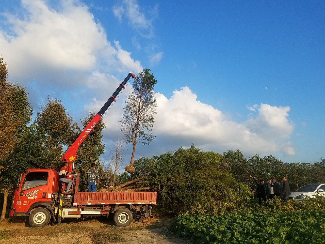 SPS 中國樹木移植