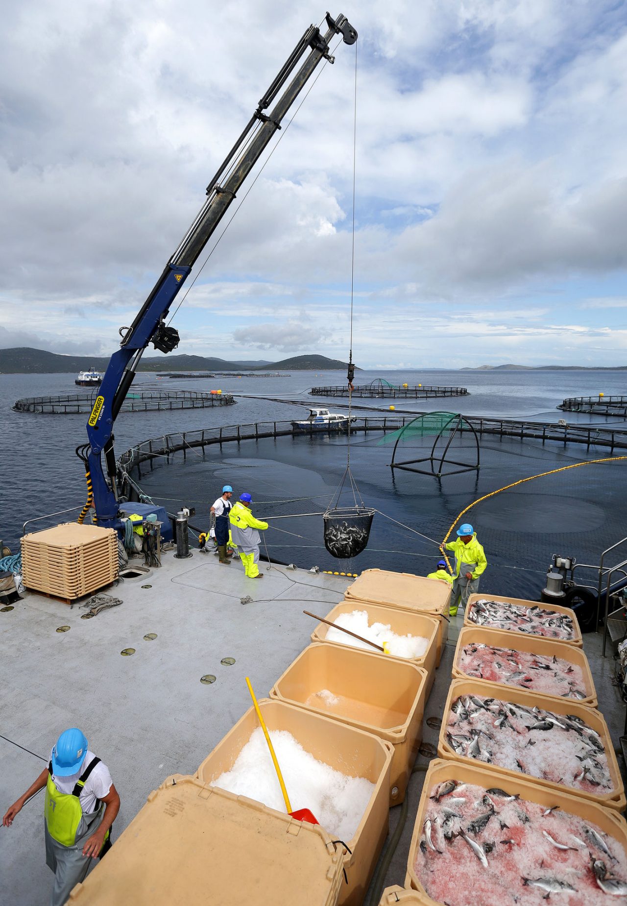 Foldable knuckle boom crane in operation on a fish farming vessel